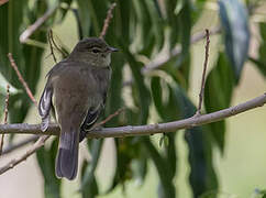 Small-headed Elaenia