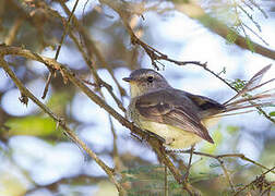 Pacific Elaenia