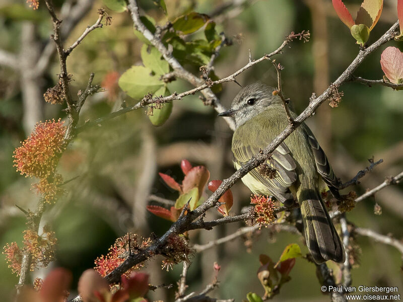 Greenish Elaenia