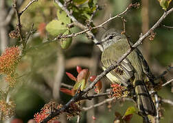 Greenish Elaenia