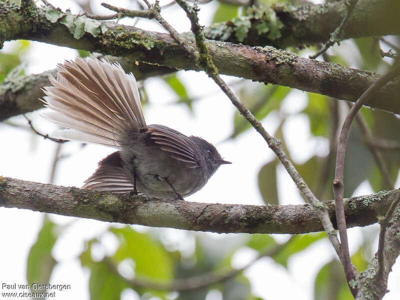 White-tailed Crested Flycatcheradult, Behaviour