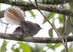 White-tailed Crested Flycatcher