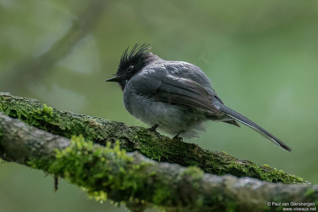 White-tailed Crested Flycatcheradult