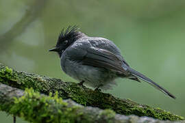 White-tailed Crested Flycatcher