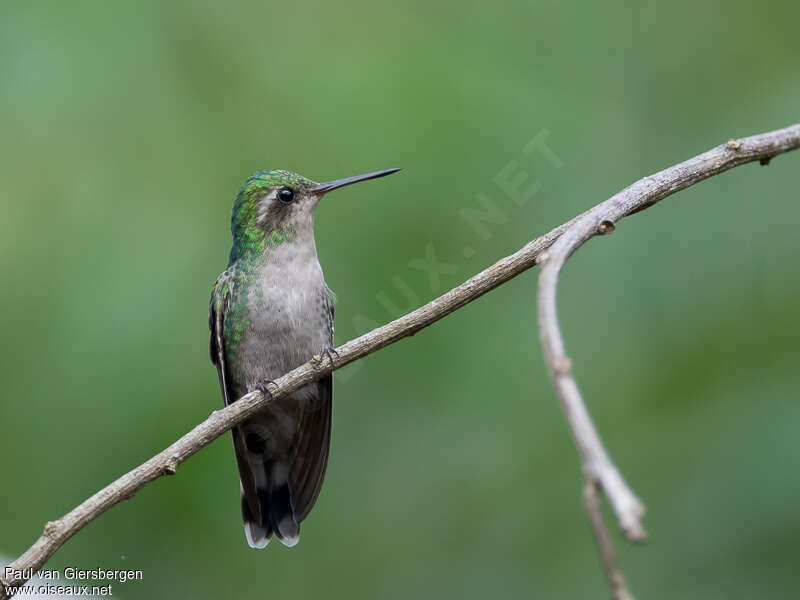 Canivet's Emerald female adult, close-up portrait