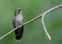 Canivet's Emerald