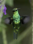 Red-billed Emerald