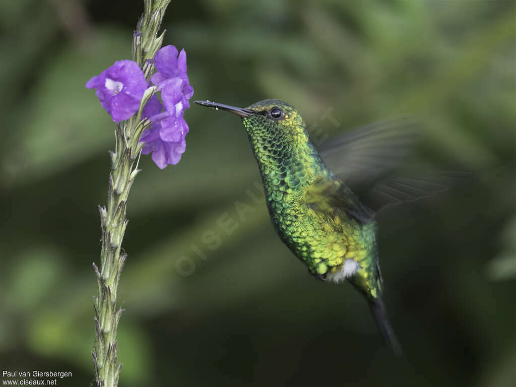 Red-billed Emerald male adult, Flight, eats