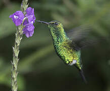 Red-billed Emerald