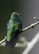 Western Emerald