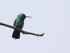 Blue-tailed Emerald