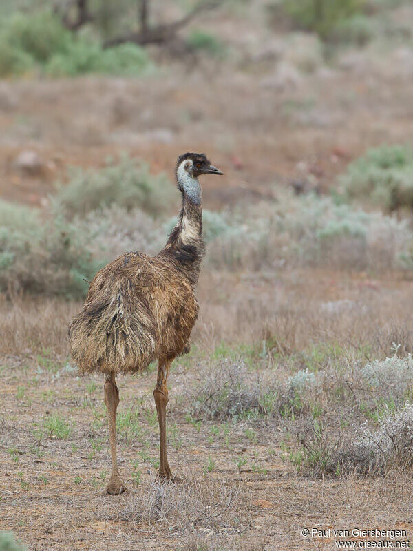 Emu