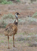 Emu