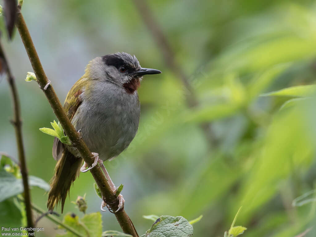 Éminie à calotte griseadulte, portrait