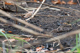 Standard-winged Nightjar