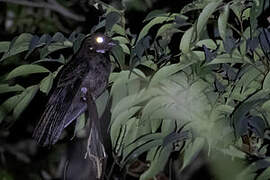 Brown Nightjar