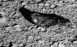 Engoulevent à joues rousses