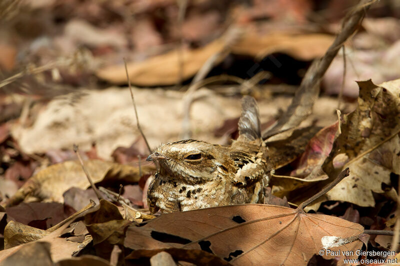 Long-tailed Nightjar