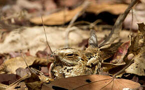 Long-tailed Nightjar