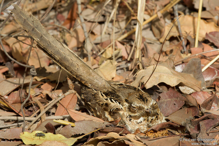 Long-tailed Nightjar