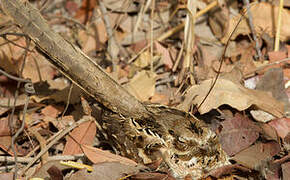 Long-tailed Nightjar