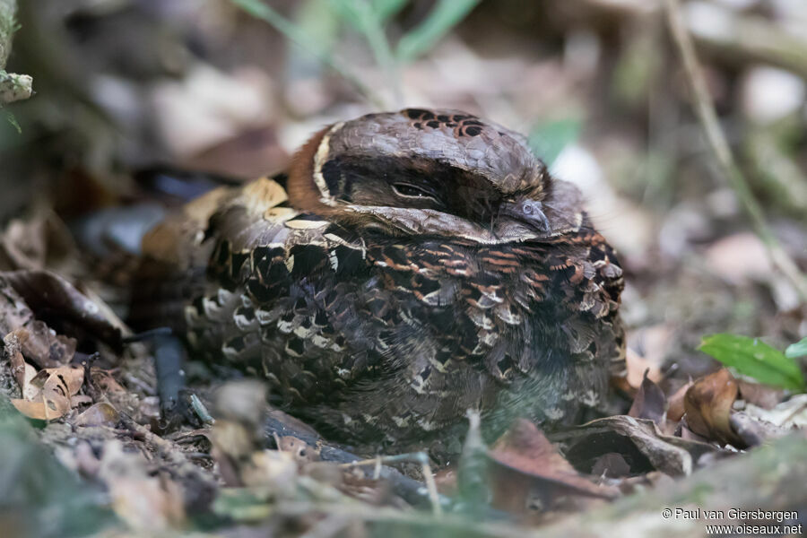 Collared Nightjaradult