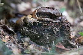 Collared Nightjar