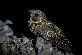 Swallow-tailed Nightjar