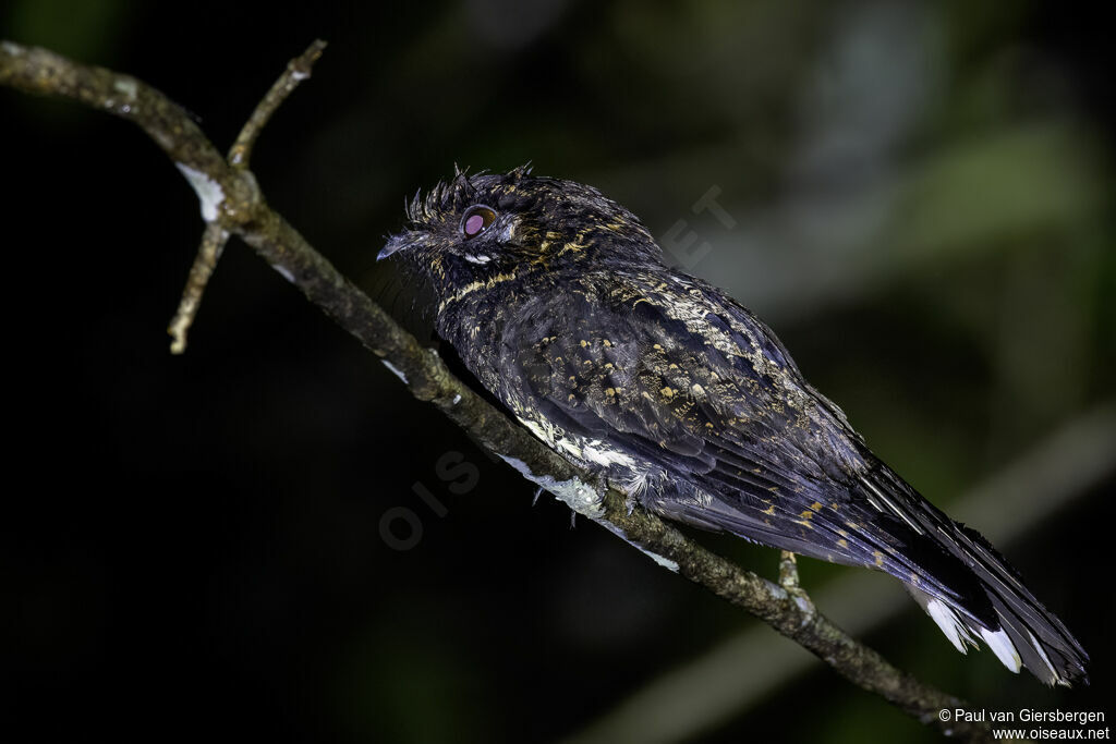 Silky-tailed Nightjaradult