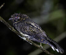 Silky-tailed Nightjar