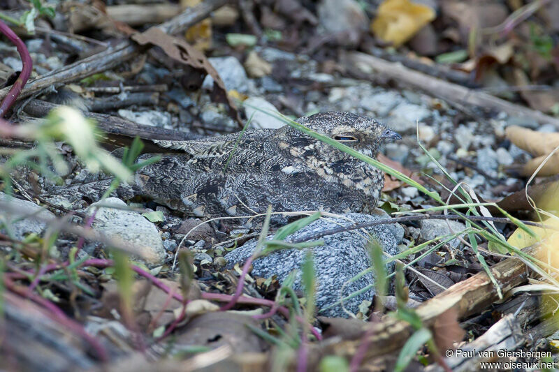 Savanna Nightjar