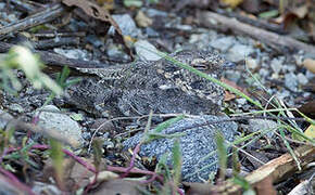 Savanna Nightjar