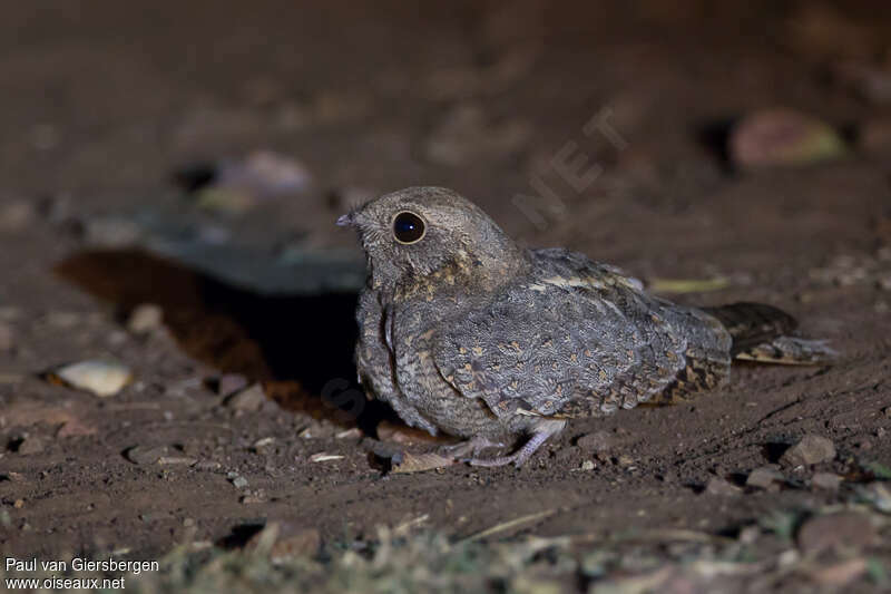 Savanna Nightjar