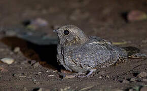 Savanna Nightjar