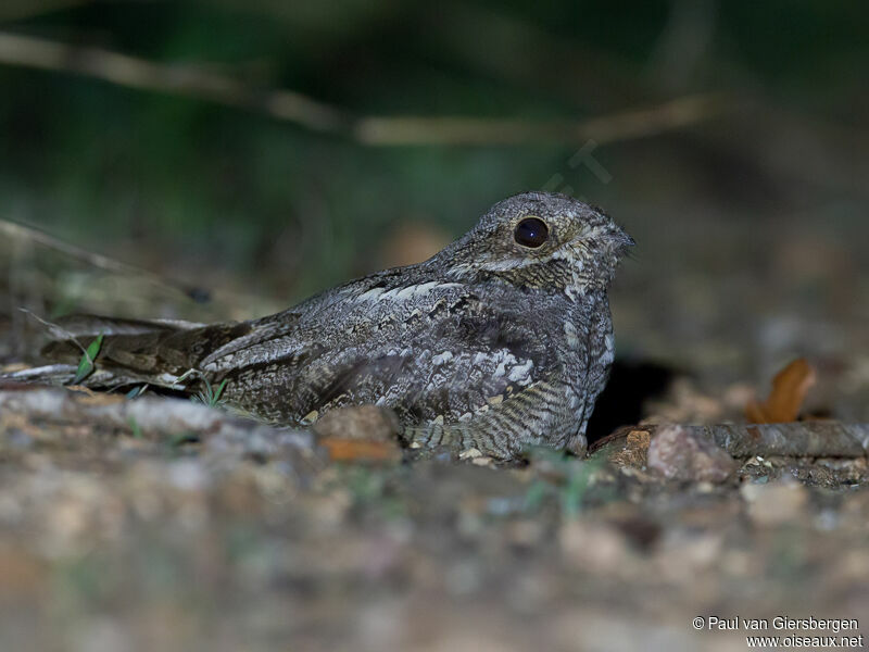 European Nightjar