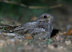 European Nightjar