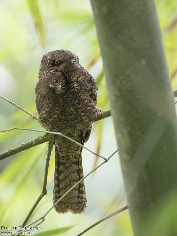 Chuck-will's-widowadult, close-up portrait