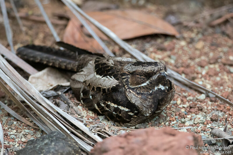 Large-tailed Nightjar