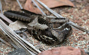 Large-tailed Nightjar