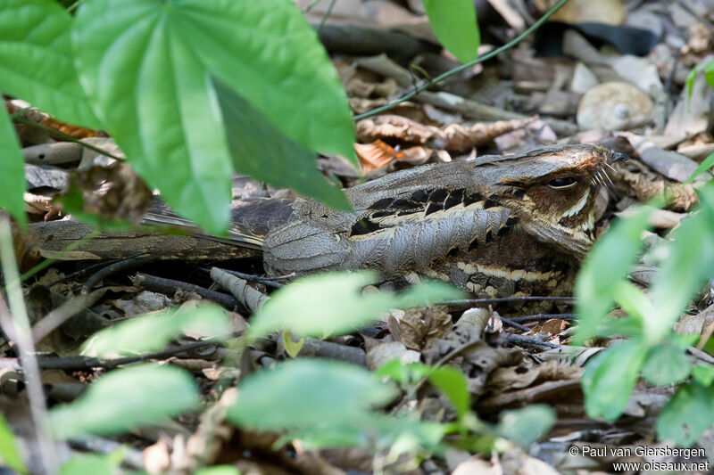 Large-tailed Nightjar