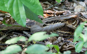 Large-tailed Nightjar