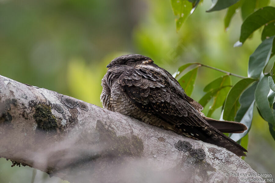 Large-tailed Nightjaradult