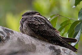 Large-tailed Nightjar