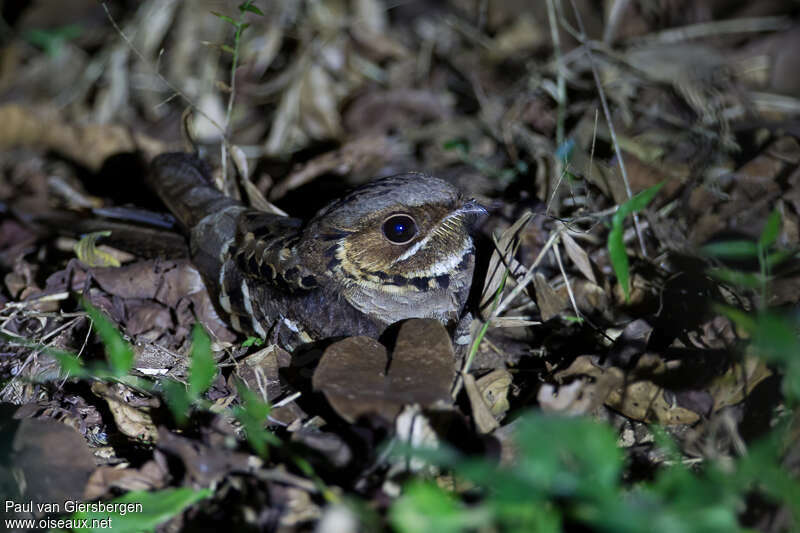 Jerdon's Nightjar, identification