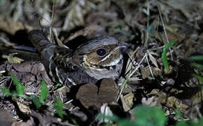 Jerdon's Nightjar