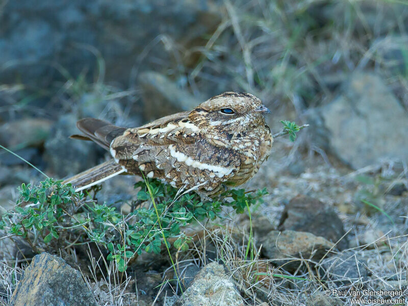 Slender-tailed Nightjar