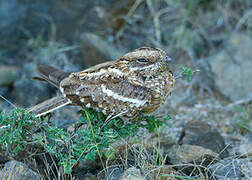 Slender-tailed Nightjar