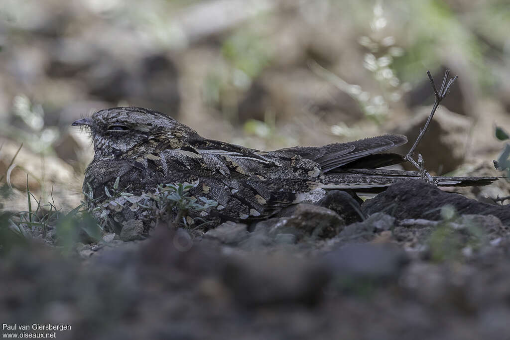 Slender-tailed Nightjaradult, pigmentation