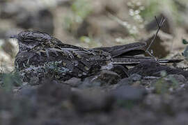 Slender-tailed Nightjar