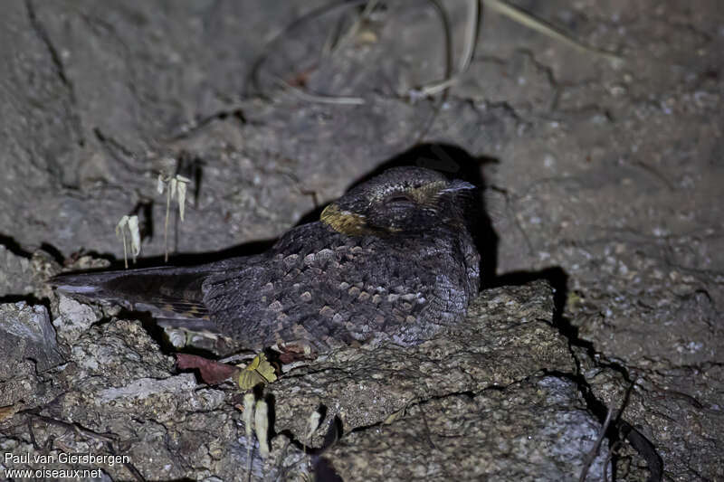 Buff-collared Nightjar